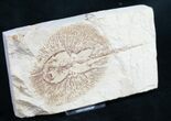 Fossil Ray (Cyclobatis) From Lebanon - #9442-2